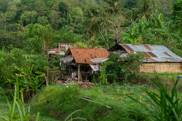 Local Balinese Houses among Palm Trees