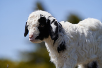 Fototapeta premium Farm animal goat. Goat livestock on farm on sunny day