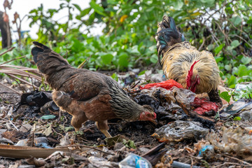 Chickens eating garbage in Bali