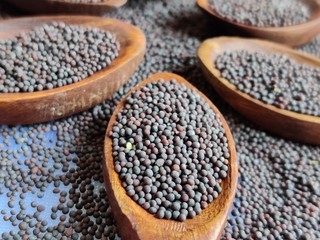 mustered seed isolated on white background