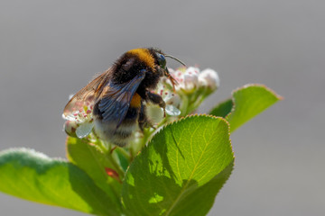 Bumblebee on a blooming Aronia flower in the spring morning.