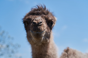 Bactrian camel family. Camel and camel colt on farm, outdoors