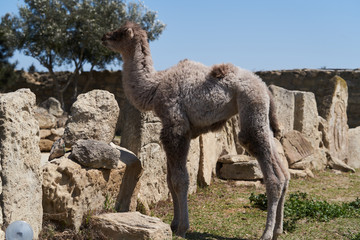 Bactrian camel family. Camel and camel colt on farm, outdoors