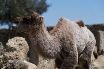 Bactrian camel family. Camel and camel colt on farm, outdoors
