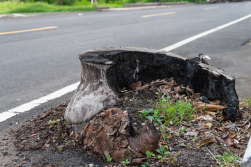 Tree stump growing out from side of road