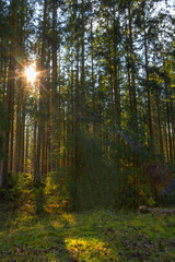 Ein Sonnenstern strahlt auf das Moos des Waldbodens. Im Vordergrund liegt ein umgestürzter Baum.
