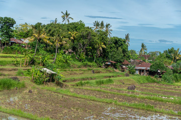 Balinese Rice Field Terraces with blue skies