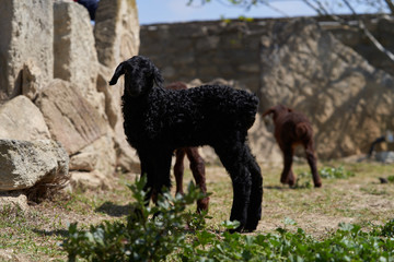 Obraz na płótnie Canvas Farm animals, cute little lambs. Livestock, sheep on green meadow