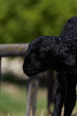 Farm animals, cute little lambs. Livestock, sheep on green meadow