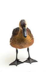 The wandering whistling duck (Dendrocygna arcuata) or tree duck isolated on white background
