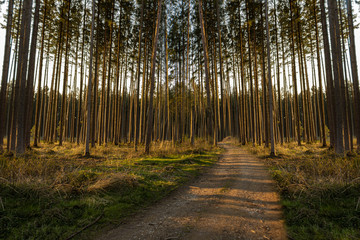 Ein schmaler Waldweg in der Abendsonne mit sehr vielen Bäumen im Hintergrund welche für eine leichte optische Illusion sorgen.