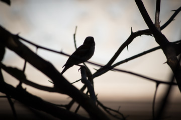 Solitary Bird