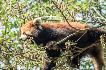 Fototapeta premium Zoo - raccoon