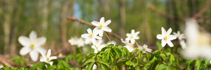 Wood anemone in the forrest