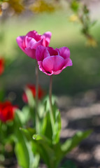 Tulpe aus Samt