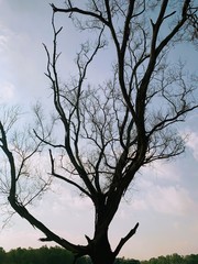 Lonely Tree: 