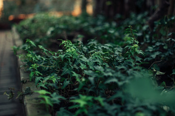 many green ivy leaves wrapping tree trunks and earth in a green botanical garden in spring. Template for design. Copy space.