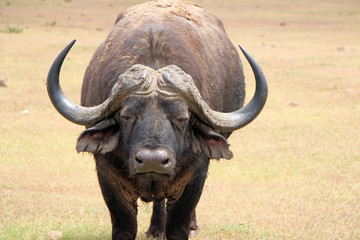 African buffalo or Cape buffalo (Syncerus caffer) , Thaba Lodge, Black Rhino Reserve, South Africa