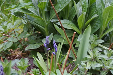 Wir haben geschlossen - Hasengl&ouml;ckchen