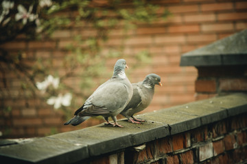 pair of whirlwinds on the fence