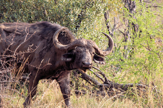 African buffalo or Cape buffalo (Syncerus caffer) , Thaba Lodge, Black Rhino Reserve, South Africa
