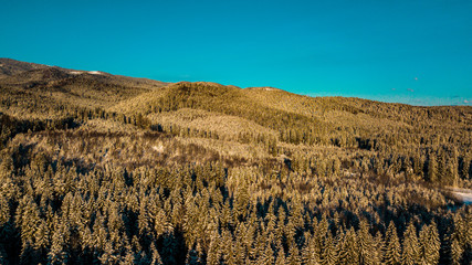 Winter Carpathian coniferous forest. Mountain range video aerial photography.