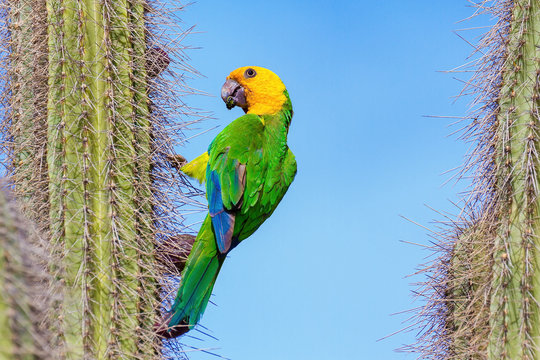Amazon Parrot  hangs from cactus