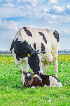 Mother cow with newborn calf in dutch meadow