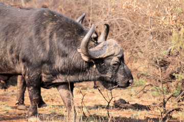 African buffalo or Cape buffalo (Syncerus caffer) , Thaba Lodge, Black Rhino Reserve, South Africa