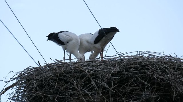 A group of large storks eat in a nest that is located high above the ground
