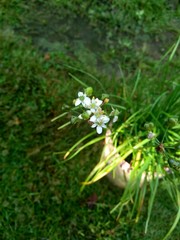 Allium tuberosum (garlic chives, Oriental garlic, Asian chives, Chinese chives, Chinese leek, kecai, kucai) with natural background. Allium tuberosum is a rhizomatous, clump-forming perennial plant.