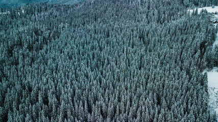 Winter Snow coniferous forest Carpathians Ukraine aerial photography.