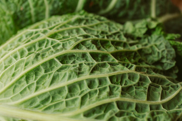 Raw fresh green cabbage texture and background. Close up view with selective focus.	