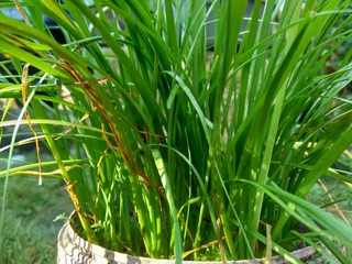 Allium tuberosum (garlic chives, Oriental garlic, Asian chives, Chinese chives, Chinese leek, kecai, kucai) with natural background. Allium tuberosum is a rhizomatous, clump-forming perennial plant.