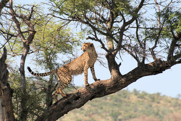 Fototapeta na wymiar Cheetah in tree