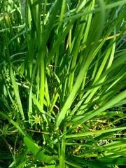 Allium tuberosum (garlic chives, Oriental garlic, Asian chives, Chinese chives, Chinese leek, kecai, kucai) with natural background. Allium tuberosum is a rhizomatous, clump-forming perennial plant.