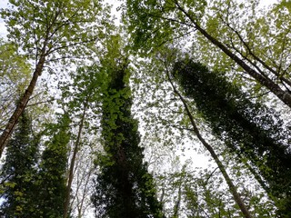 Fototapeta premium trees in the forest