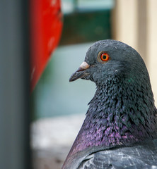 Close portrait of the head of a male pigeon standing on the balcony and looking arround. Blurred background