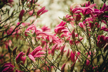 magnolia flowers with water drops