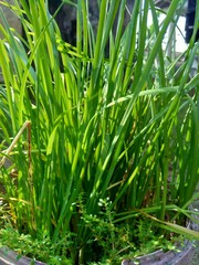 Allium tuberosum (garlic chives, Oriental garlic, Asian chives, Chinese chives, Chinese leek, kecai, kucai) with natural background. Allium tuberosum is a rhizomatous, clump-forming perennial plant.