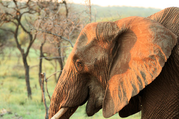 Obraz na płótnie Canvas Elephant close head