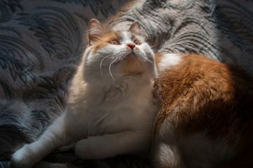 Red-and-white cat lying in the dark and looking up into a ray of sunshine