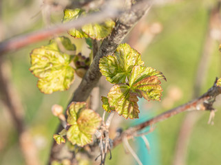 first spring leaves on the tree