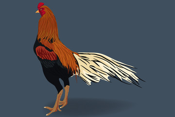 white tail fighting cock vector © dangsombroon