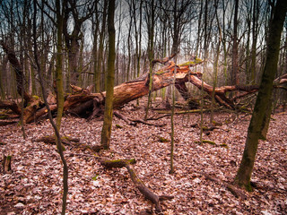 Stare drzewo © Piotr