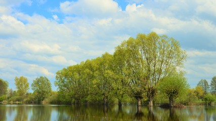 Trees and lake