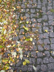  fallen leaves on the sidewalk of gray paving stones