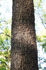 Fototapeta premium Sawtooth oak trunk and bark / Fagaceae deciduous tall tree
