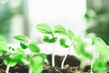 Growing plants at home. Spring planting. Green plants. Home garden.