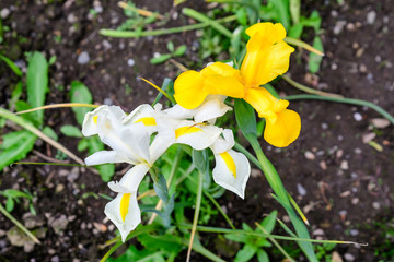 Top view of one white iris flower and one vivid yellow iris, in a sunny spring garden, beautiful outdoor floral background photographed with soft focus
